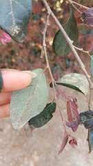 Loropetalum chinense