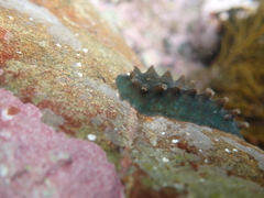 Eatoniella limbata