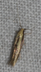 Opogona stenocraspeda