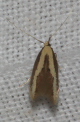 Opogona stenocraspeda