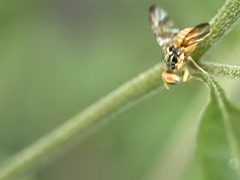 Procecidocharoides penelope