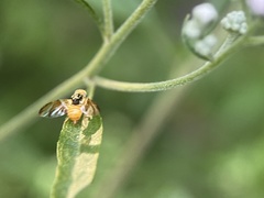 Procecidocharoides penelope