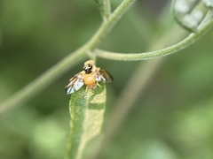 Procecidocharoides penelope