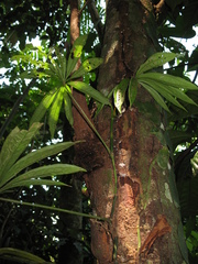 Anthurium polyschistum