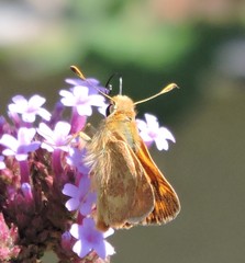 Ochlodes sylvanoides