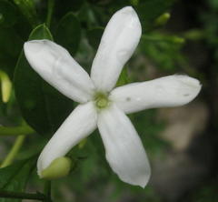 Jasminum angulare