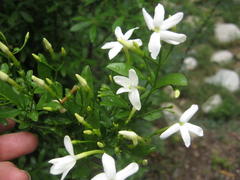 Jasminum angulare