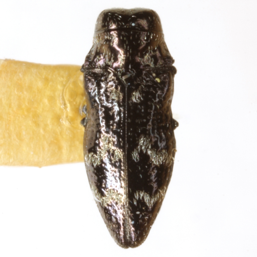 Taphrocerus albodistinctus