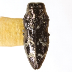 Taphrocerus albodistinctus