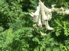 Corydalis caseana brachycarpa