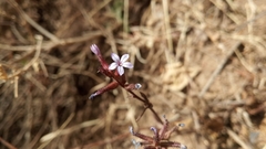 Plumbago caerulea