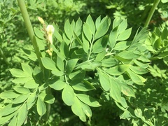 Corydalis caseana brachycarpa