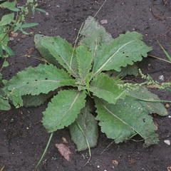 Verbascum lychnitis