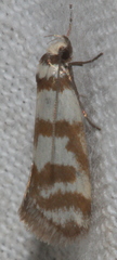 Philobota impletella