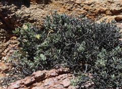Chascanum pumilum