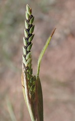 Hackelochloa granularis