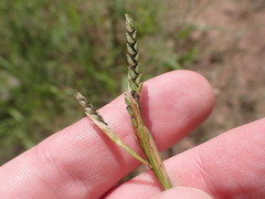 Hackelochloa granularis