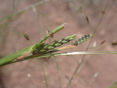 Hackelochloa granularis