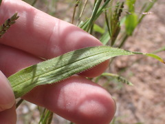 Hackelochloa granularis