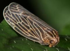 Achilidae