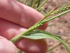 Hackelochloa granularis