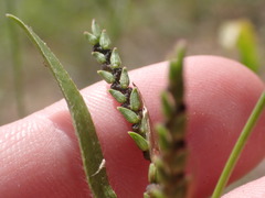 Hackelochloa granularis