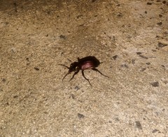 Calosoma alternans