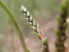 Hackelochloa granularis