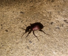 Calosoma alternans