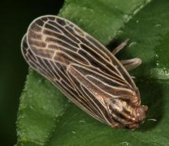 Achilidae