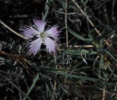 Dianthus namaensis