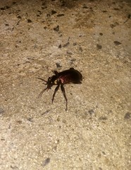 Calosoma alternans
