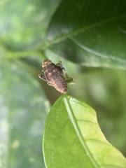 Cicadellidae