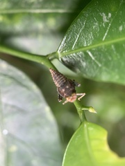 Cicadellidae