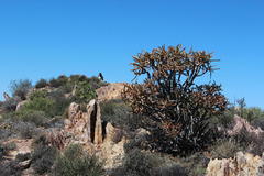 Aloidendron ramosissimum