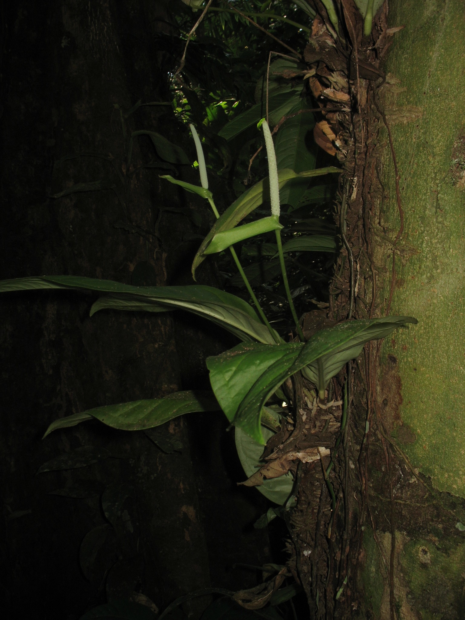 Anthurium oxycarpum