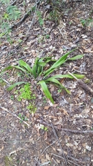 Carex fraseriana