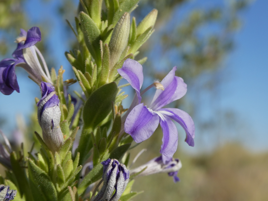 Goodenia scaevolina