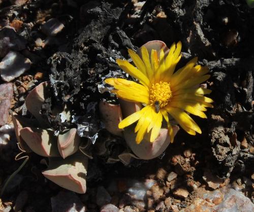 Schwantesia herrei