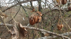 Aristolochia argentina