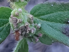 Euphorbia hirta image