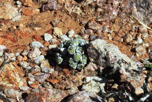 Conophytum wettsteinii