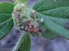 Euphorbia hirta image
