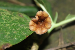Hippotis albiflora