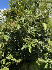 Diospyros blancoi