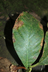 Hippotis albiflora