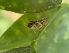 Cicadellidae