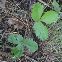 Fragaria vesca