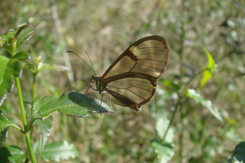 Episcada hymenaea