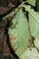 Hippotis albiflora